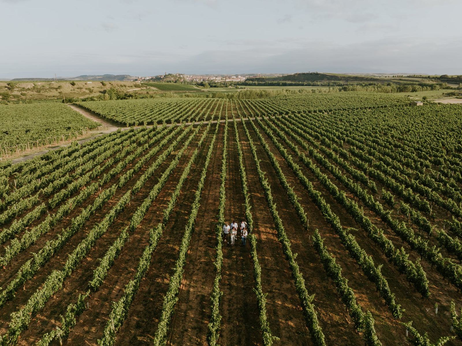 Vineyard under summer sun