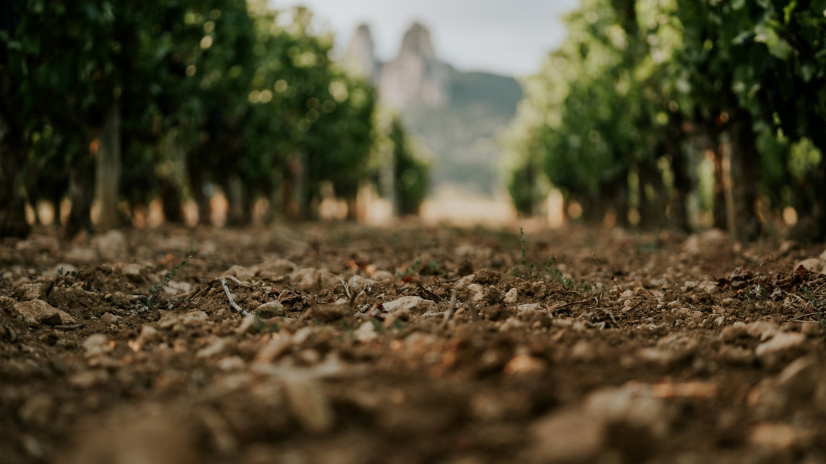 Vineyard rows under an open sky