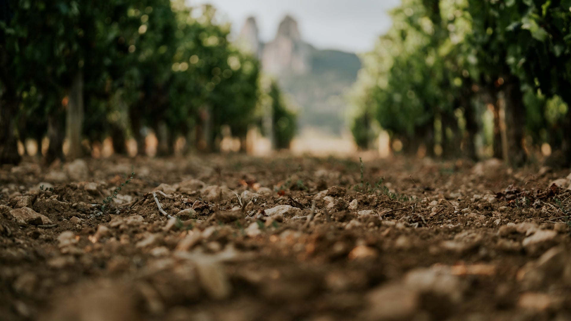 Vineyard rows under an open sky