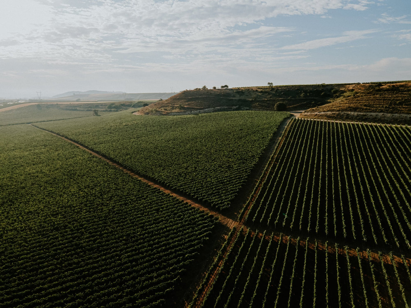 Close-up of grapevines in the vineyard
